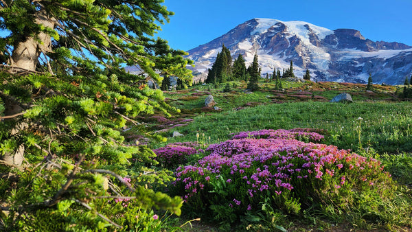Mount Rainier 